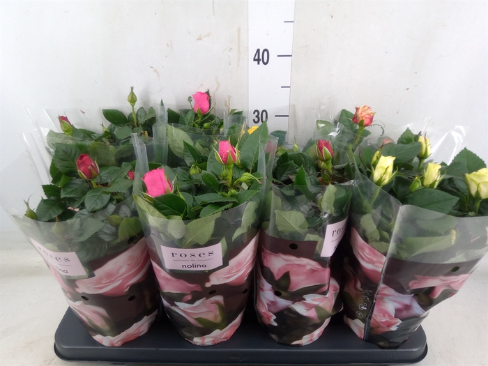 <h4>Rosa  'Patio-Hit'   ...mix 5</h4>
