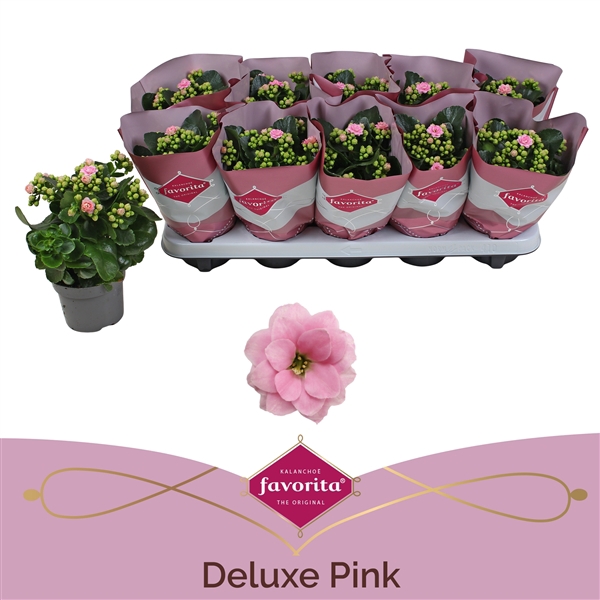 <h4>Kalanchoe double Deluxe Pink stadium 1</h4>