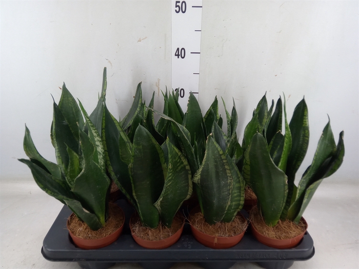 <h4>Sansevieria trifa.   ...</h4>