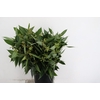 EUC ROBUSTA PELATA 400GR