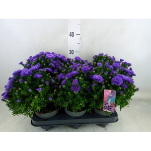 Aster dum. 'Alpha dk Purple Launch'