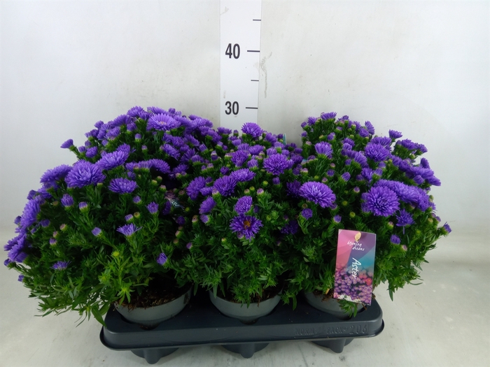 <h4>Aster dum. 'Alpha dk Purple Launch'</h4>