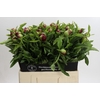 Paeonia Red Charm