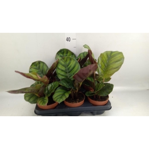 Calathea   ...