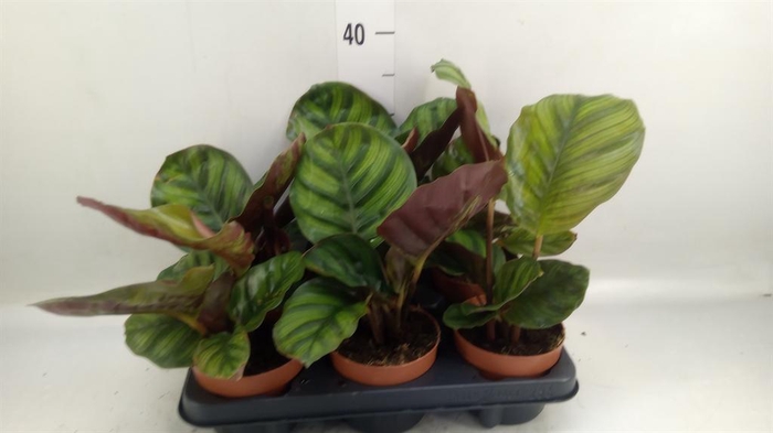 <h4>Calathea   ...</h4>