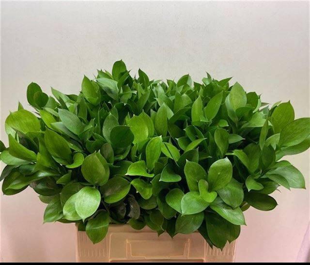 <h4>RUSCUS HYPOPHYLLUM</h4>