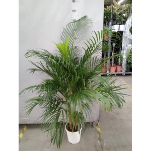 Dypsis lutescens   ...Chrysalidoca