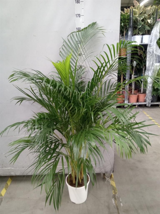 <h4>Dypsis lutescens   ...Chrysalidoca</h4>