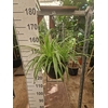 Chlorophytum Vittatum