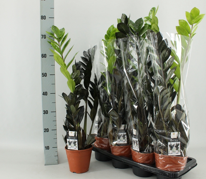 <h4>ZAMIO RAVEN</h4>