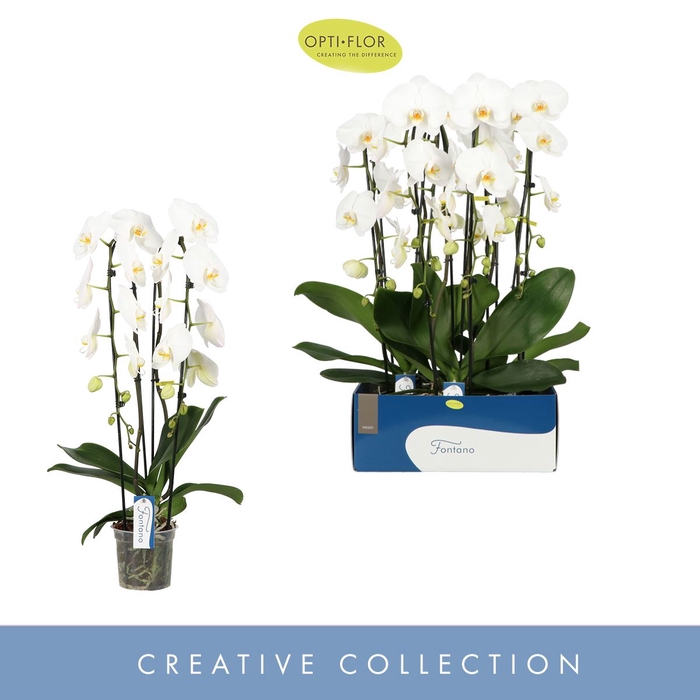 <h4>Phalaenopsis wit meer takken</h4>