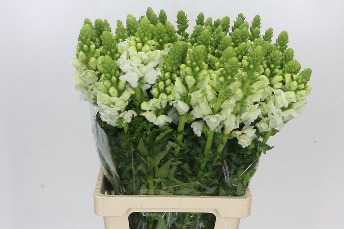 <h4>Antirrhinum Potomac White</h4>