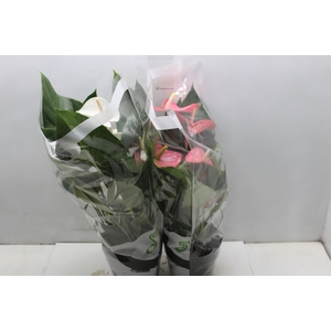 ANTHURIUM VARIADO P17