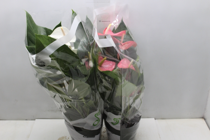 <h4>ANTHURIUM VARIADO P17</h4>