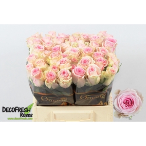 R Gr Duchesse