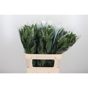 Alstroemeria Rockstar 75 Gram