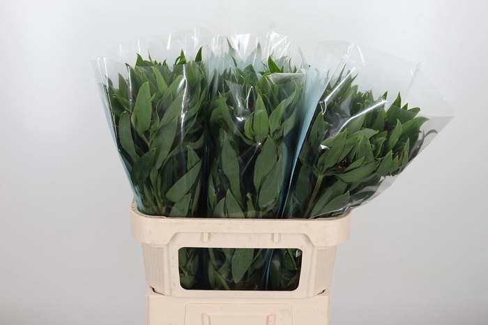 <h4>Alstroemeria Rockstar 75 Gram</h4>