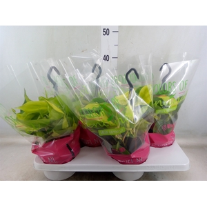 Philodendron scand. 'Brasil'