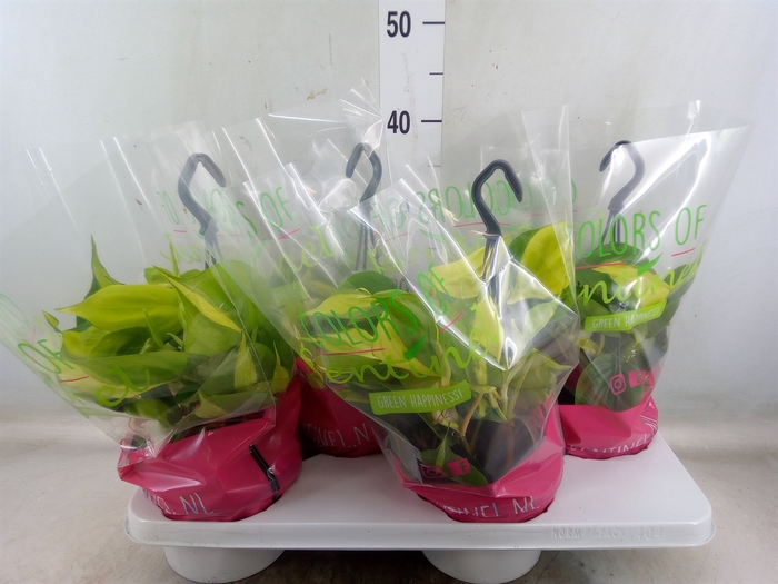 <h4>Philodendron scand. 'Brasil'</h4>