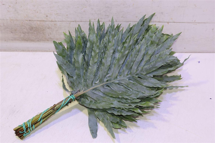 <h4>Phlebodium Blue Star Small Zuid- Europa</h4>