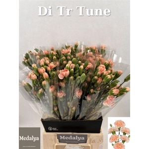 Di Tr Tune