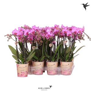 Kolibri Orchids Phalaenopsis Violet 3 spike