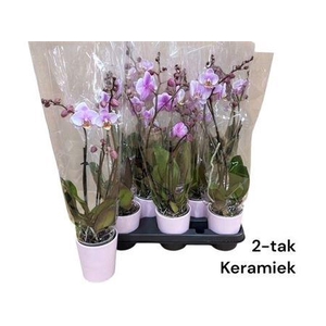 Arr Phala Mt 14+ 2 Branche Ceramic