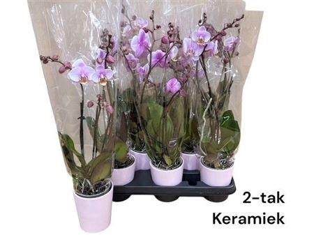 <h4>Arr Phala Mt 14+ 2 Branche Ceramic</h4>