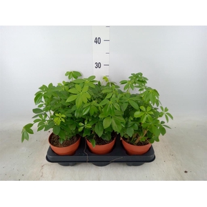 Schefflera arbor.   ...