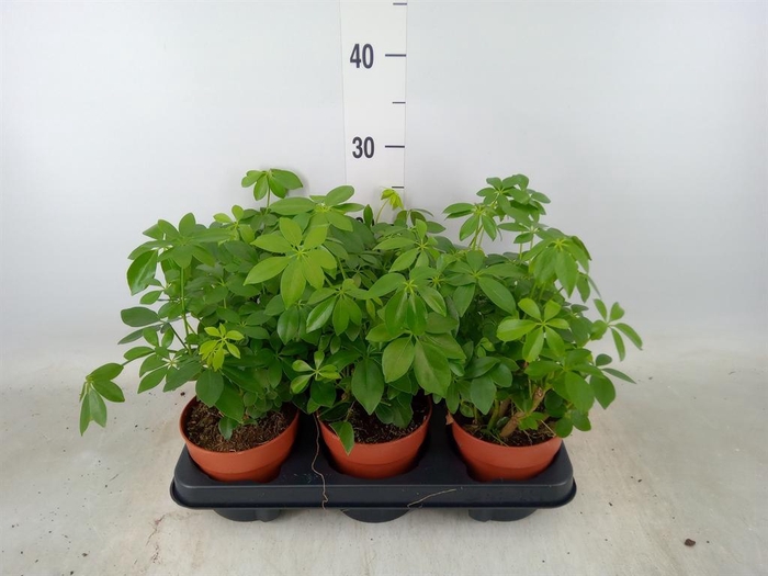 <h4>Schefflera arbor.   ...</h4>