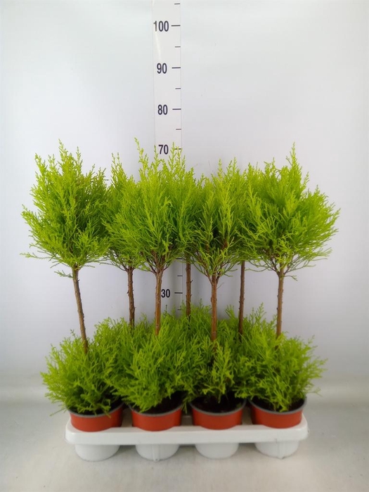 <h4>Cupressus macro. 'Goldcrest Wilma'</h4>