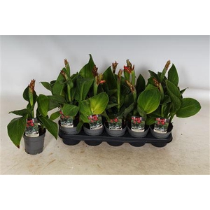 Canna Can Red Shades