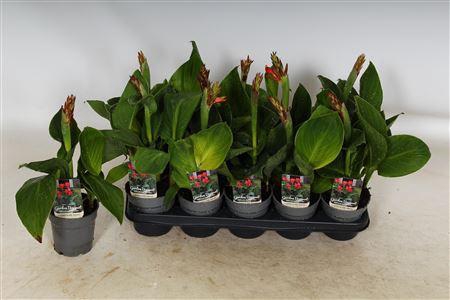 <h4>Canna Can Red Shades</h4>