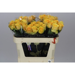 Rosa Gr Lemon Finess