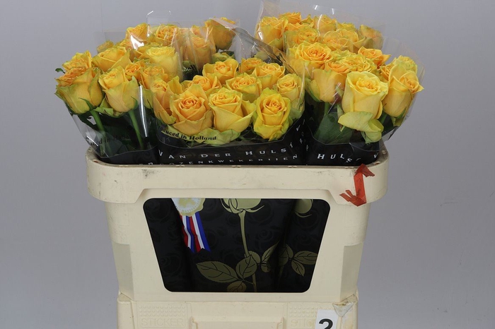 Rosa Gr Lemon Finess