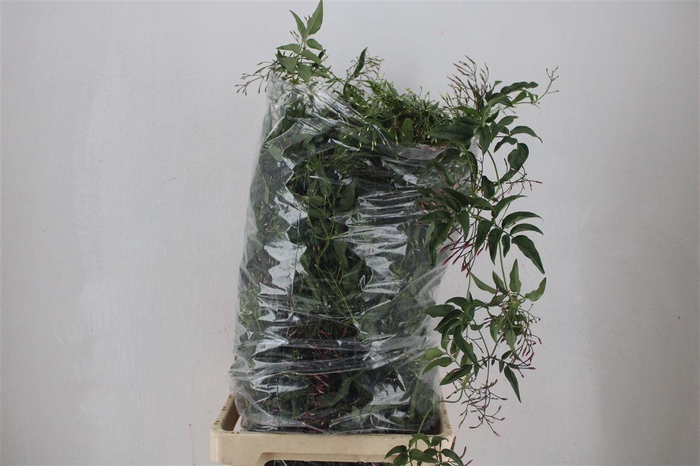 <h4>Jasmine P/b</h4>