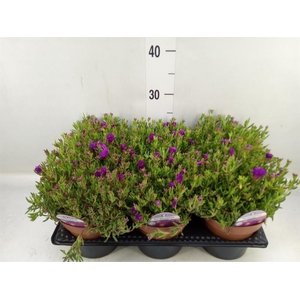 Lampranthus roseus