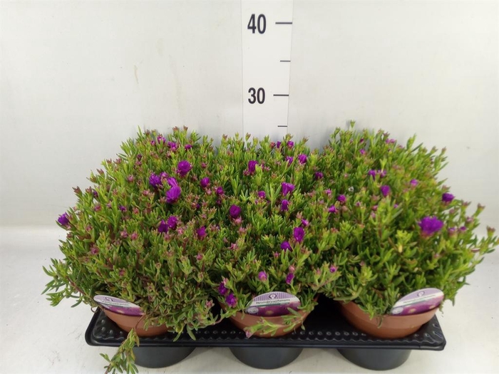 <h4>Lampranthus roseus</h4>