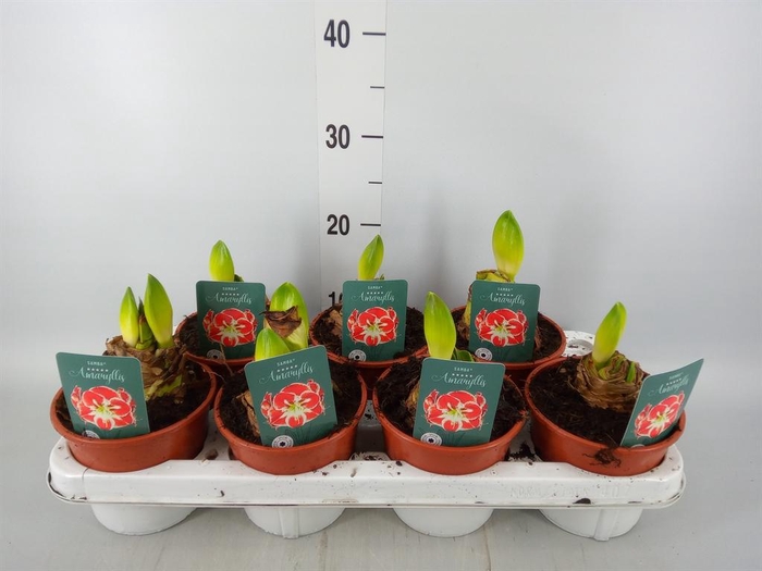 <h4>Hippeastrum   ...</h4>