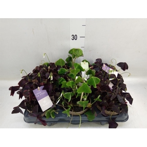 Oxalis   ...