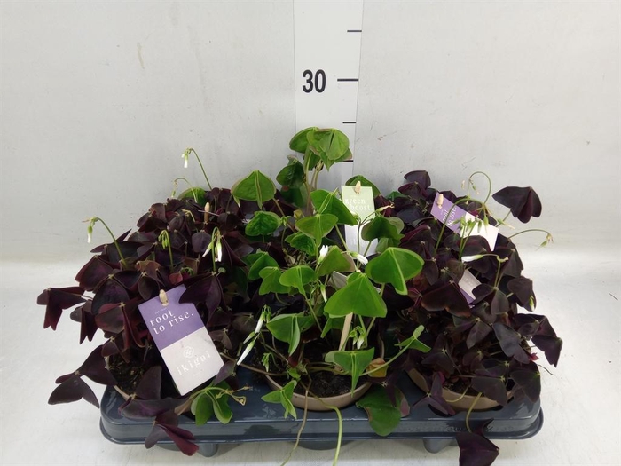 <h4>Oxalis   ...</h4>