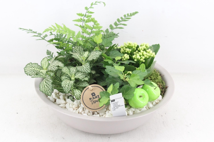 <h4>arr2 PL - Zink taupe schaal - wit</h4>