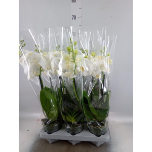 Phalaenopsis   ...white