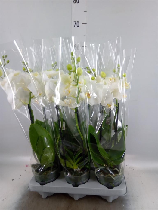 <h4>Phalaenopsis   ...white</h4>