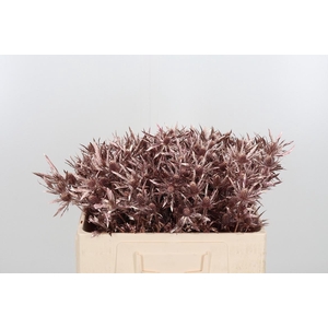 Eryn Orion Kl Bh Rose Goud