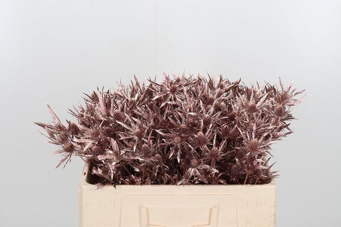 <h4>Eryn Orion Kl Bh Rose Goud</h4>