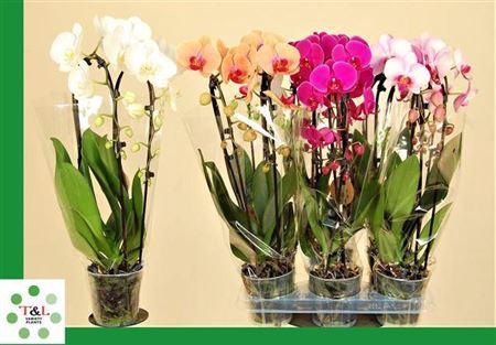 Phal El Cascade