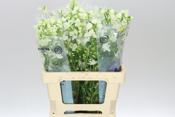 <h4>Delph En Silk White</h4>