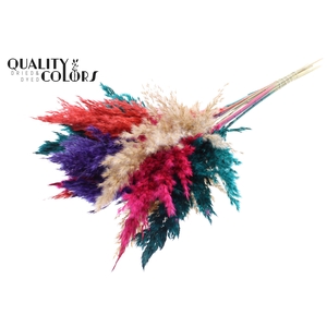 Pampas Grass 70cm 10st/bunch Colourful 4