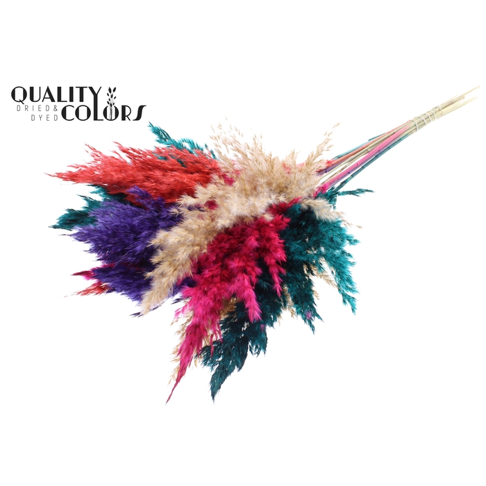 <h4>Pampas Grass 70cm 10st/bunch Colourful 4</h4>
